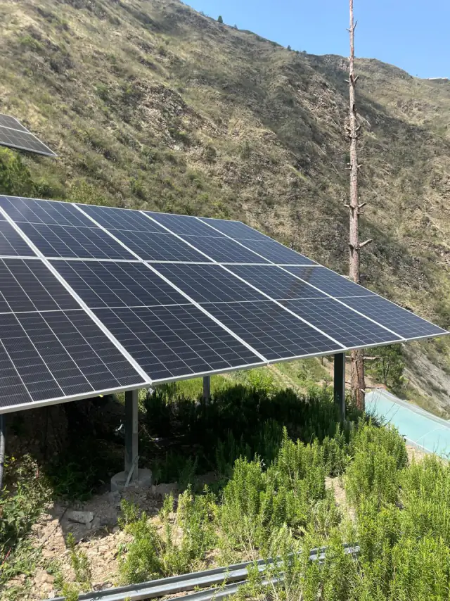 Rosemary bushes growing beneath a raised solar panel table on the pilot site