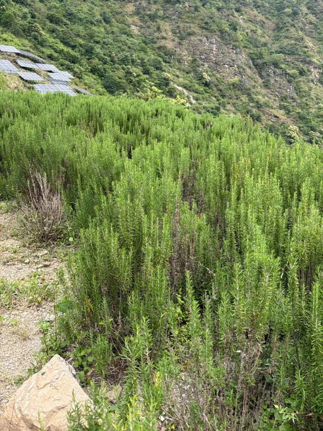 Dense, waist-high rosemary on the pilot slope with solar panel tables on the hillside behind