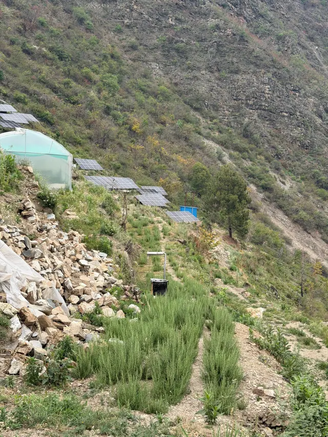 Rows of rosemary running down the slope towards solar panel tables, a polyhouse and an irrigation standpipe