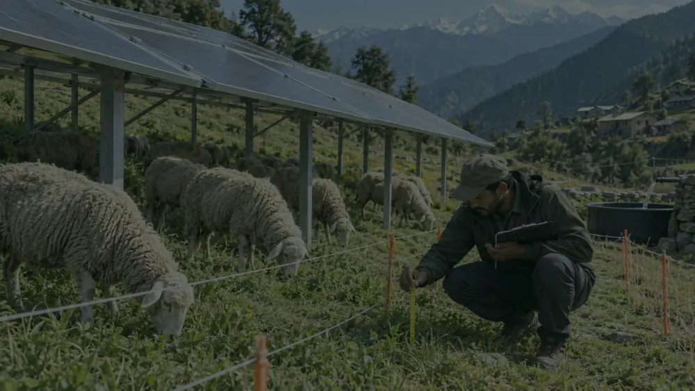 Illustration: a field worker measuring pasture height among sheep beneath solar panels